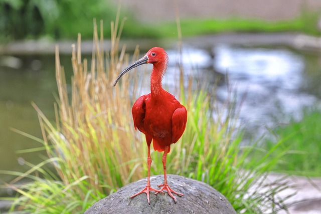 scarlet-ibis-g9d82ef