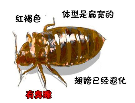 惠州专业杀蟑螂电话