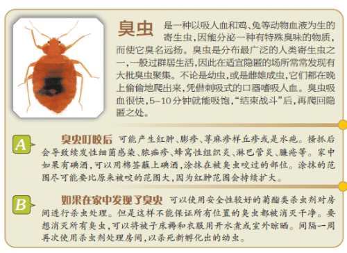 广州专业防白蚁收费