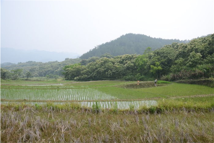 萝岗国家土壤检测标准 广州哪做土壤检测