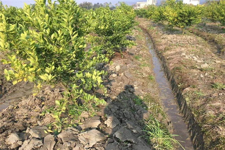 连州建筑工程土壤检测 河源种植土检测