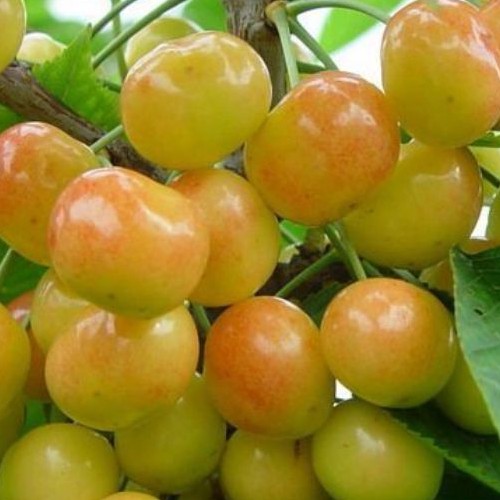 吉塞拉矮化大樱桃苗波尔娜樱桃苗品种齐全