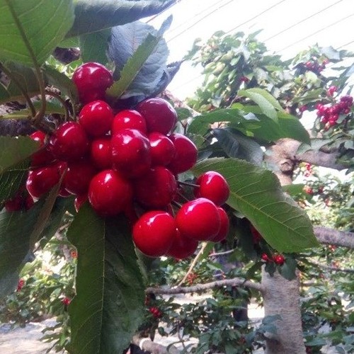 吉塞拉矮化大樱桃苗俄罗斯八号樱桃苗一亩地种植多少株