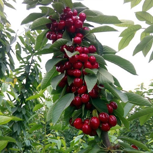 吉塞拉矮化大樱桃苗,芝罘红樱桃苗优质种苗繁育中心