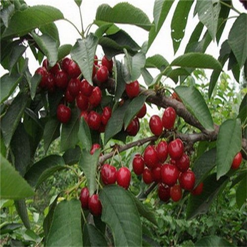 内蒙古芝罘红樱桃苗优质种苗繁育中心