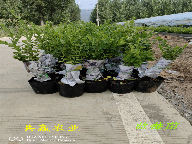 陕西L11蓝莓苗丨新品种蓝莓苗