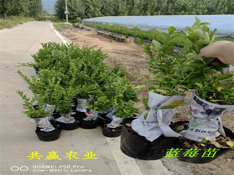 2-3年新品种蓝莓苗—新品种蓝莓苗的优点