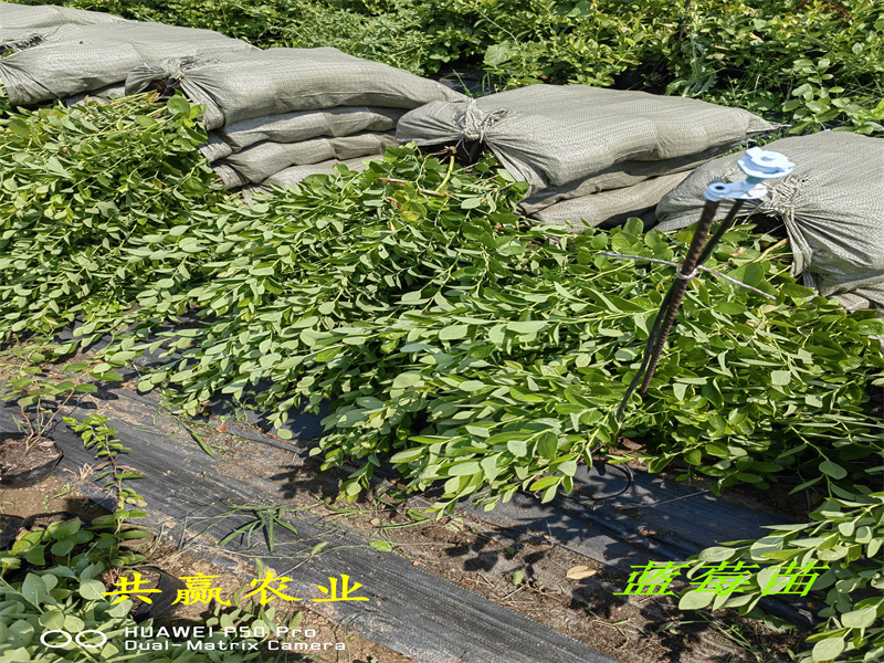 2-3年北高蓝莓苗—新品种蓝莓苗亩栽种多少棵