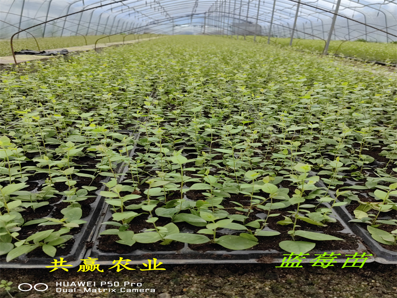 2-3年早熟蓝莓苗—新品种蓝莓苗种植要求