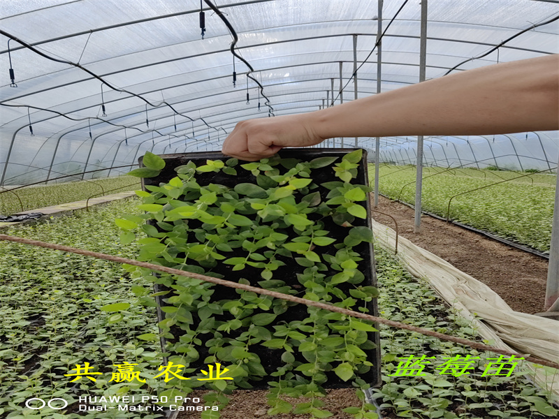 四川L25蓝莓苗特性丨蓝莓苗基地