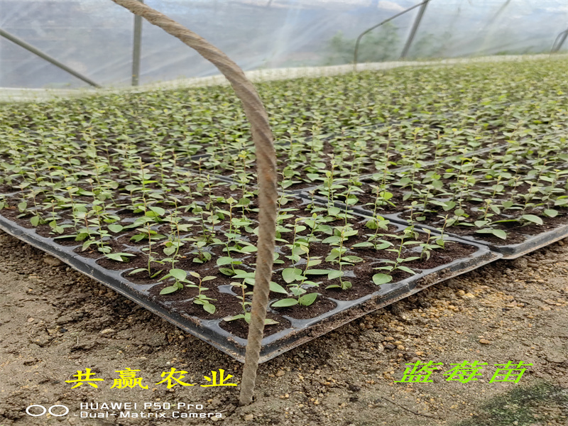 重庆L蓝莓苗丨新品种蓝莓苗