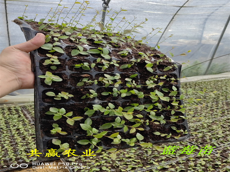 组培绿宝石蓝莓苗丨2-3年绿宝石蓝莓苗什么时候栽种合适