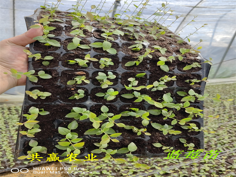 2-3年大杯蓝莓苗—新品种蓝莓苗这里有育苗基地