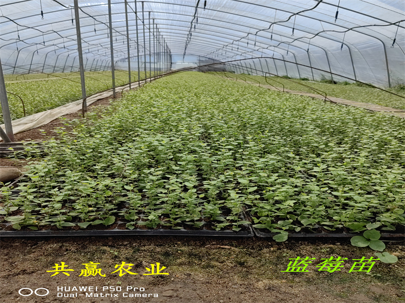 广西L11蓝莓苗丨新品种蓝莓苗