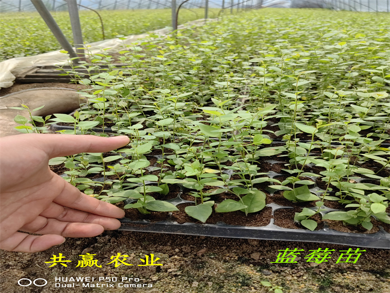 2-3年L11蓝莓苗生长要求