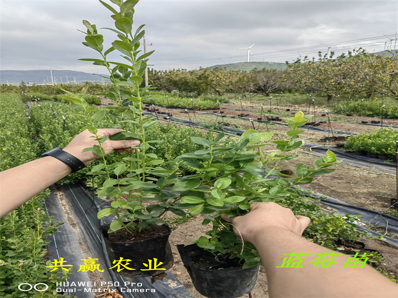 大杯蓝莓苗丨蓝莓苗新品种种植要求