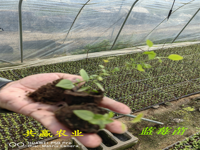 四川L蓝莓苗生长要求丨蓝莓苗基地