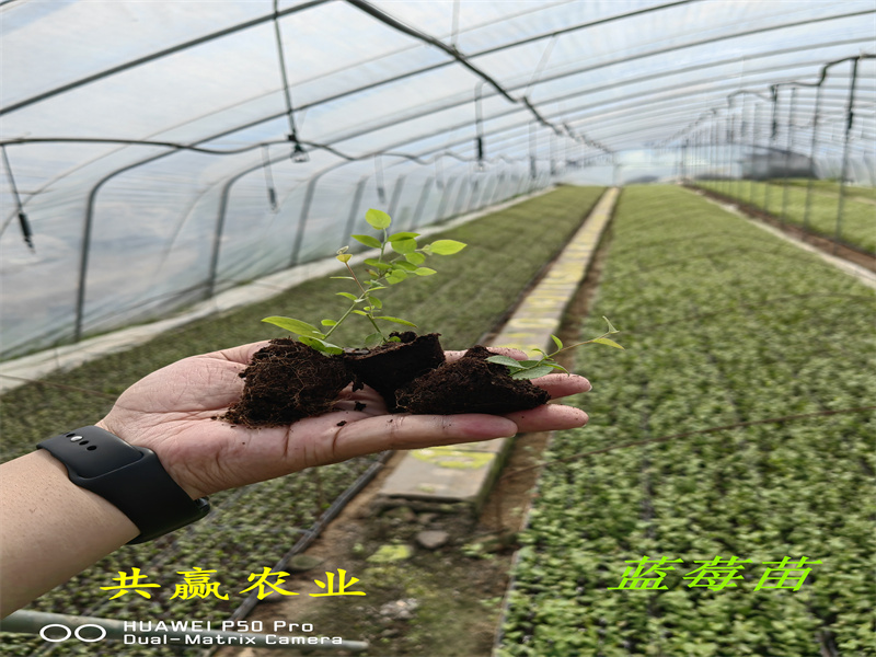 贵州L蓝莓苗售价丨蓝莓苗基地