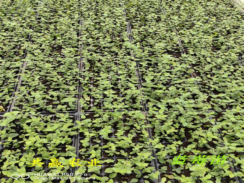 2-3年绿宝石蓝莓苗种植要求
