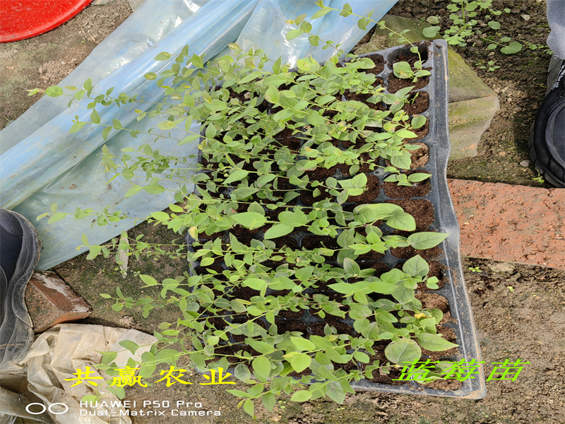 2-3年挂果蓝莓苗丨挂果蓝莓苗值得发展的新品种