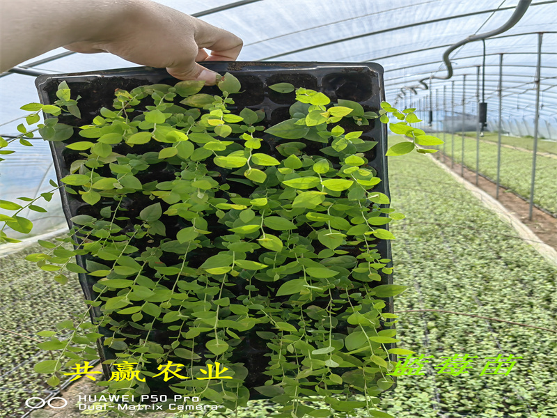香港2-3年天后蓝莓苗丨天后蓝莓苗亩产多少斤