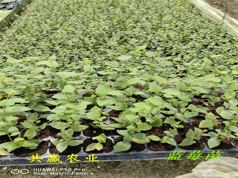 云南L11蓝莓苗品种分析丨蓝莓苗基地