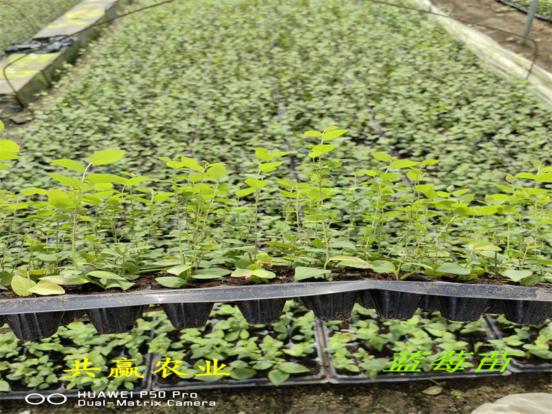 吉林2-3年绿宝石蓝莓苗丨绿宝石蓝莓苗几年丰产