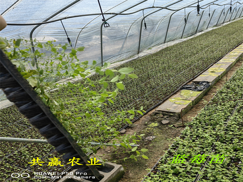 浙江台州新品种蓝莓苗生长习性