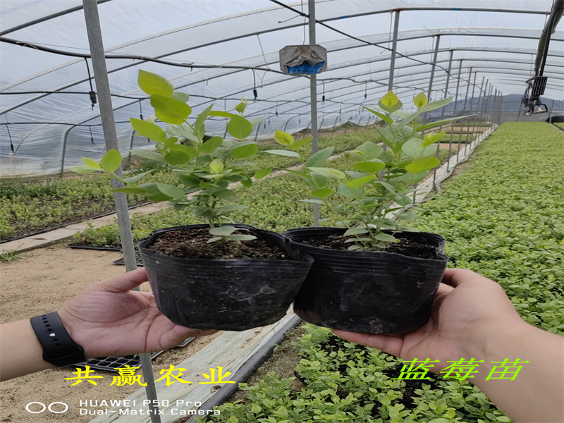 组培蓝丰蓝莓苗丨2-3年蓝丰蓝莓苗值得发展的新品种