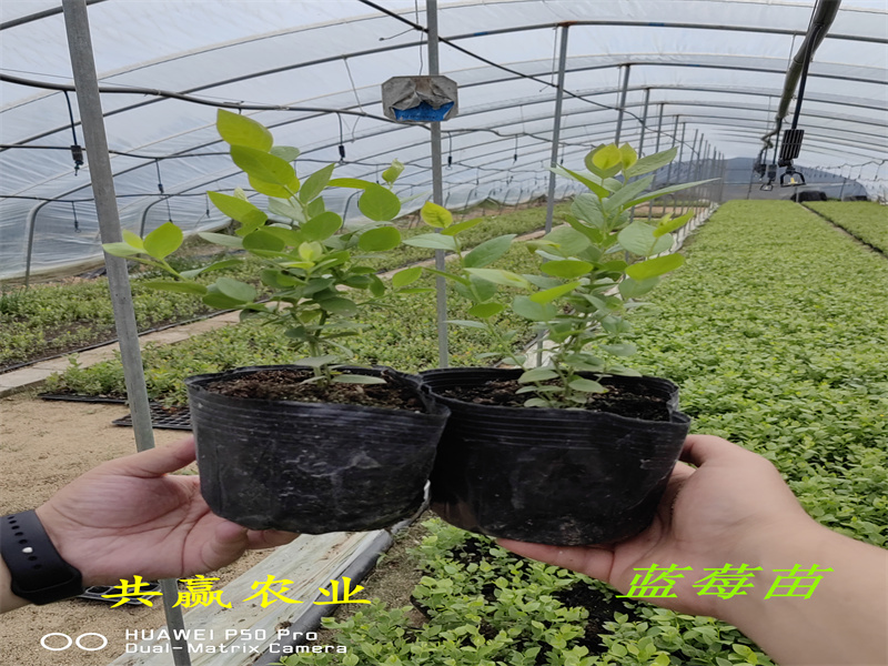 2-3年春高蓝莓苗丨春高蓝莓苗栽培技术