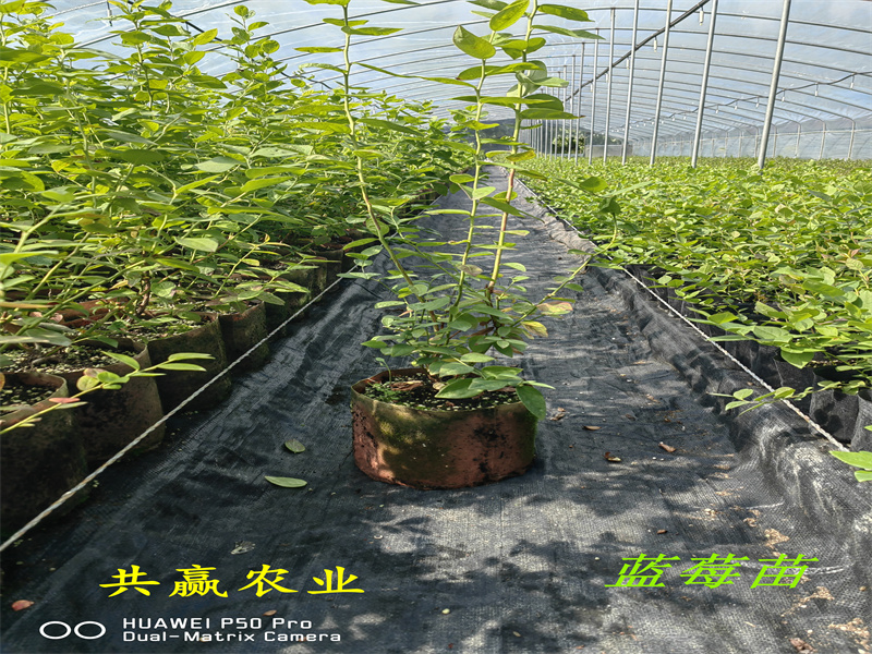 组培云雀蓝莓苗丨2-3年云雀蓝莓苗适合哪里种植