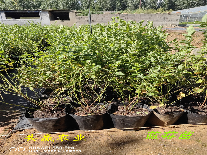 内蒙古L11蓝莓苗丨新品种蓝莓苗