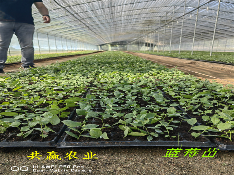 组培H5蓝莓苗丨2-3年H5蓝莓苗好吃的新品种