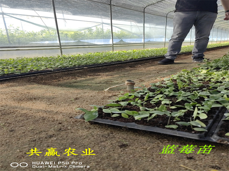 重庆2-3年珠宝蓝莓苗丨珠宝蓝莓苗管理技术