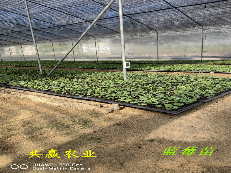 山东菏泽新品种蓝莓苗适合什么气候