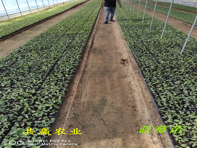 江西景德镇新品种蓝莓苗高产品种推荐