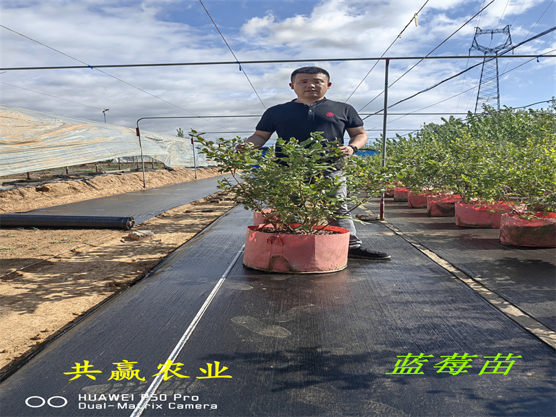 江苏L11蓝莓苗基地丨蓝莓苗基地