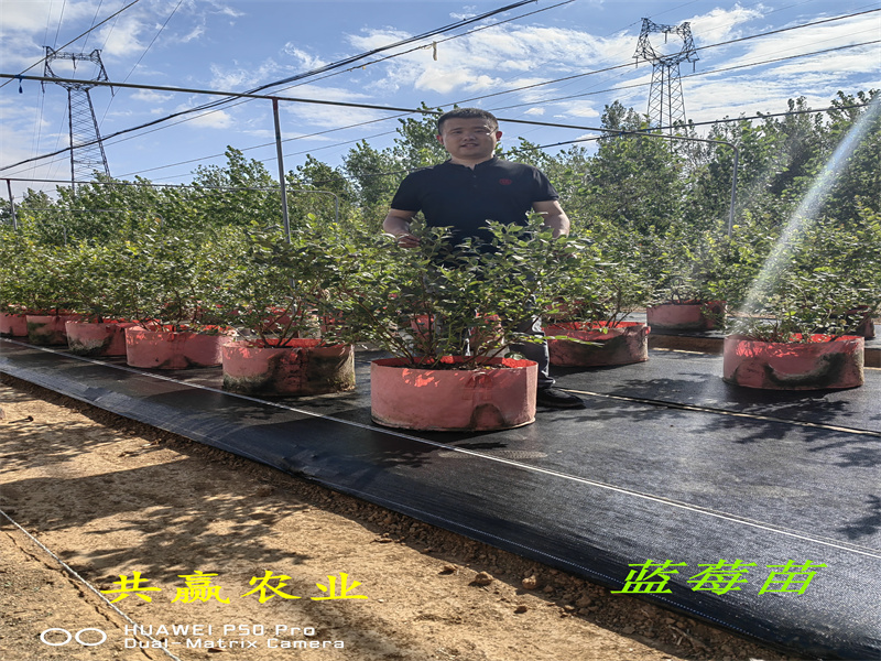 湖北L11蓝莓苗生长要求丨蓝莓苗基地