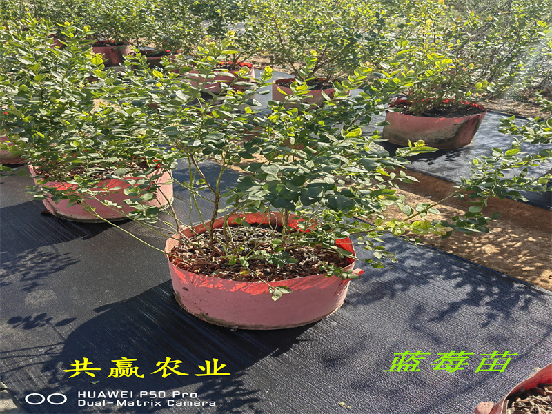 天津L蓝莓苗优点丨蓝莓苗基地