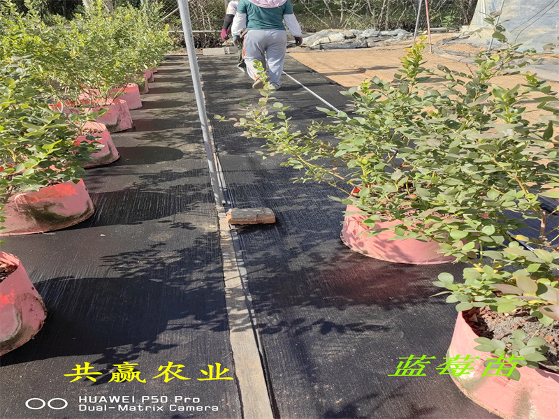 广东L蓝莓苗优点丨蓝莓苗基地