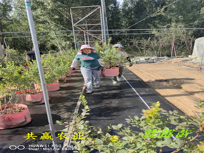 组培云雀蓝莓苗丨2-3年云雀蓝莓苗适合哪里种植