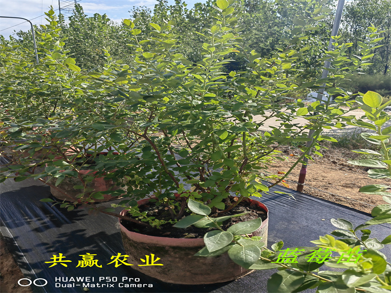 2-3年耐寒蓝莓苗—新品种蓝莓苗栽培技术