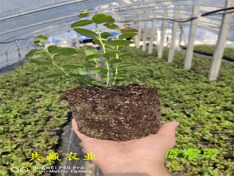 2-3年陆地蓝莓苗—新品种蓝莓苗简介