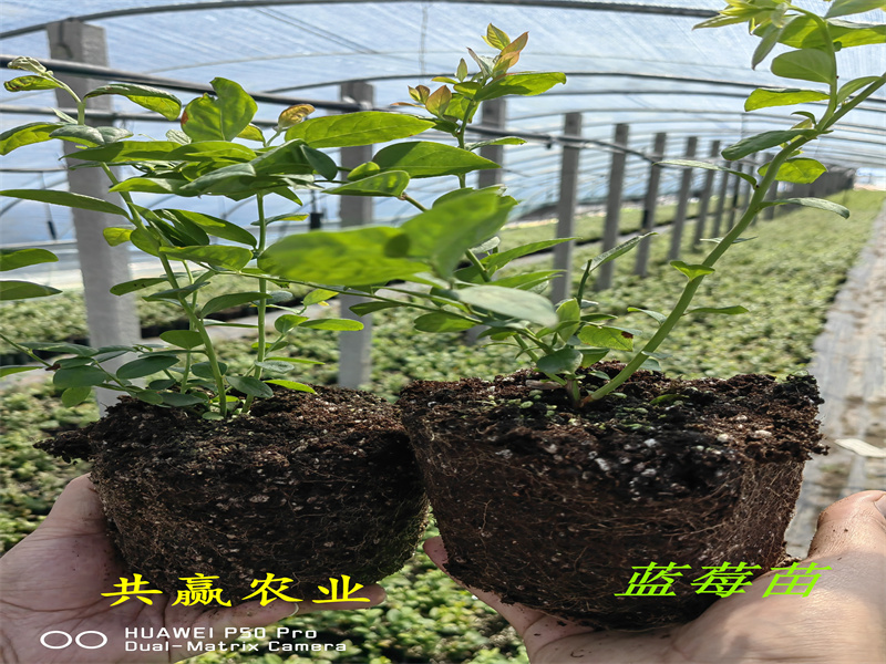黑龙江黑河新品种蓝莓苗丰产果大好吃