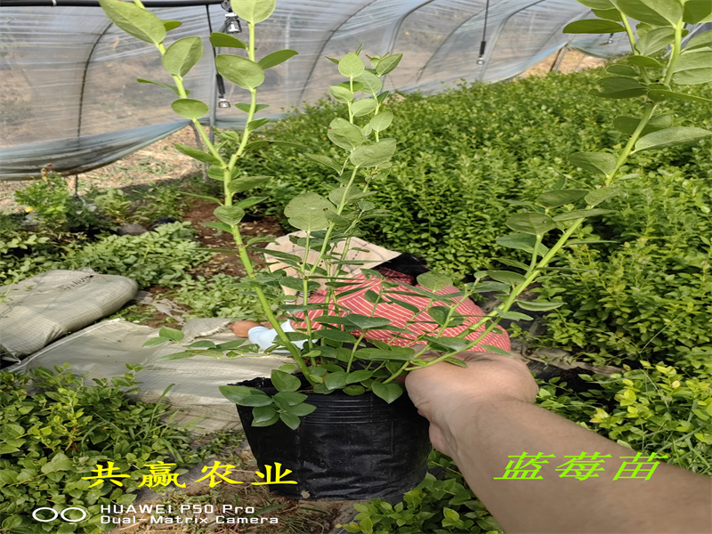 贵州L11蓝莓苗丨新品种蓝莓苗