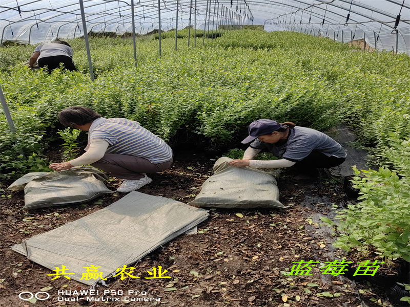 重庆L25蓝莓苗品种分析丨蓝莓苗基地