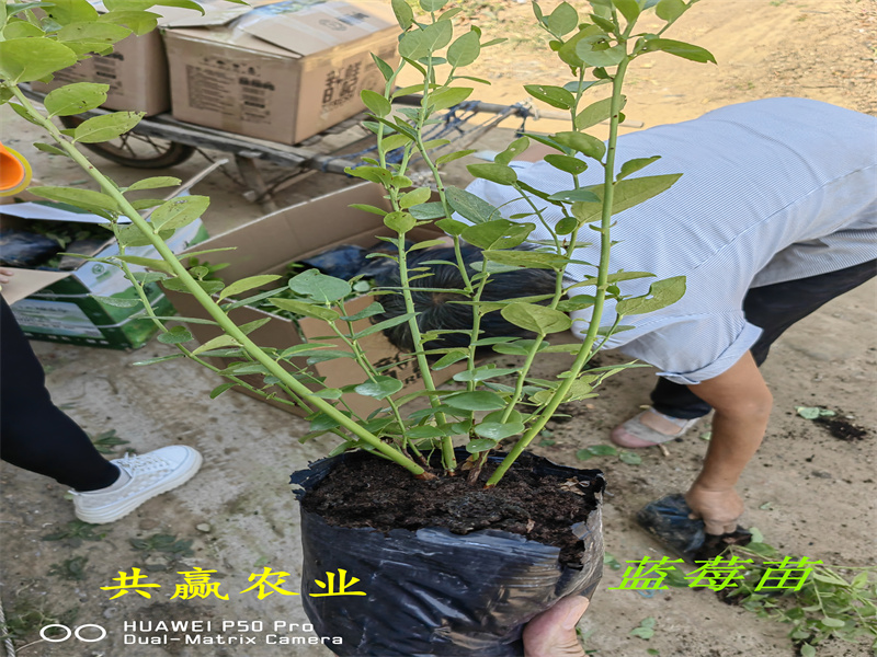 河南洛阳新品种蓝莓苗近期多少钱一株