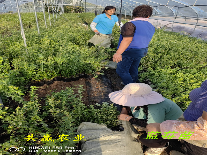 黑龙江L蓝莓苗丨新品种蓝莓苗