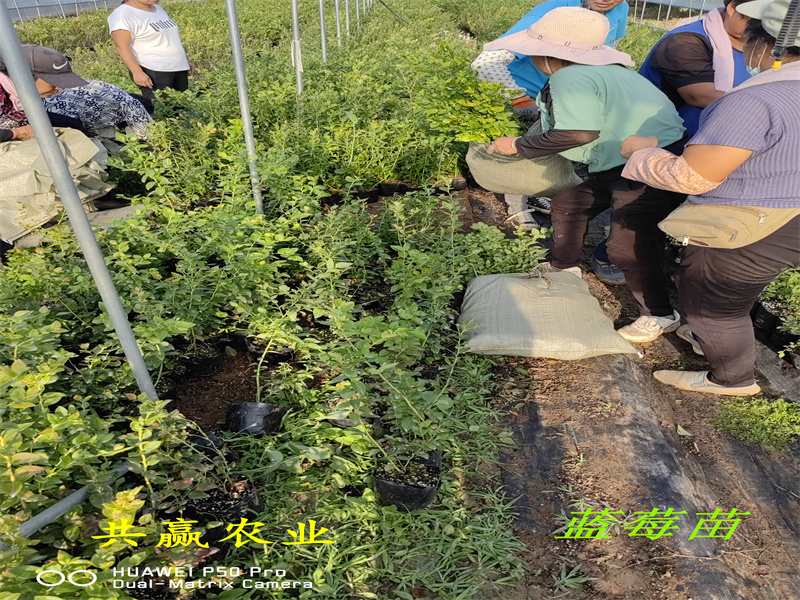陕西L11蓝莓苗生长要求丨蓝莓苗基地