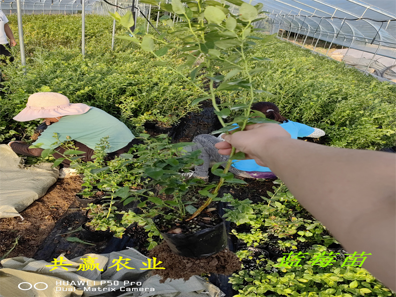 广东2-3年H5蓝莓苗丨H5蓝莓苗亩栽种多少棵